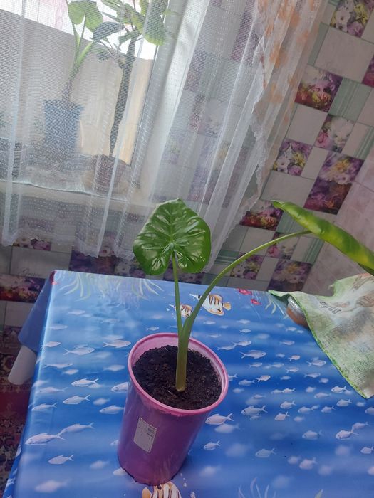 Комнатные растения