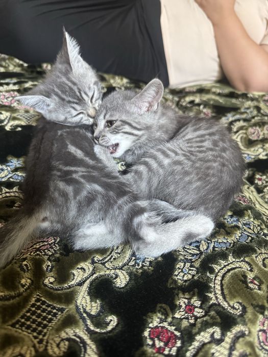 Котята шотландские
