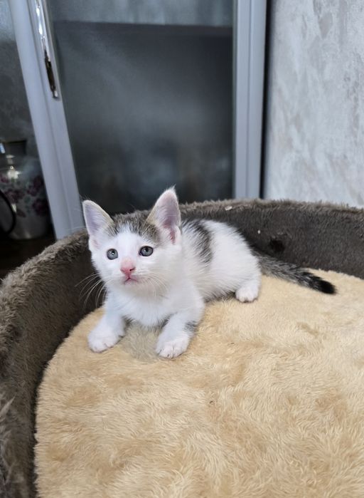 Отдаём котят  в добрые руки.