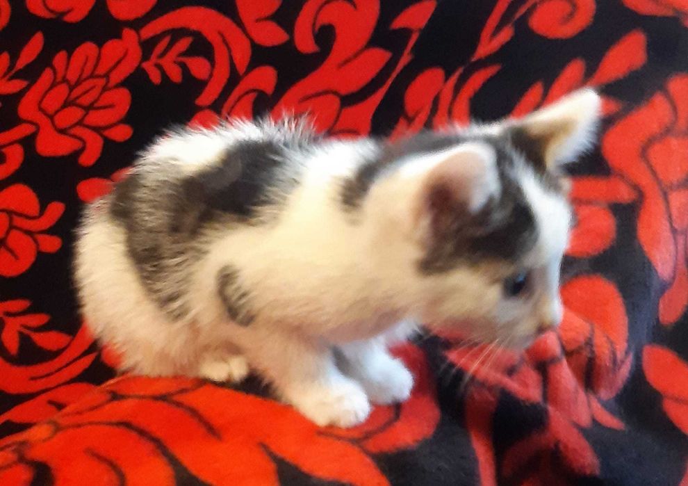 Donez pisoi pentru adoptie