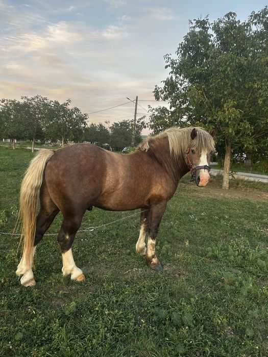 De vanzare mânz, varsta 2 ani.