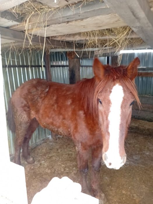 Продам 2 байталки с откорма