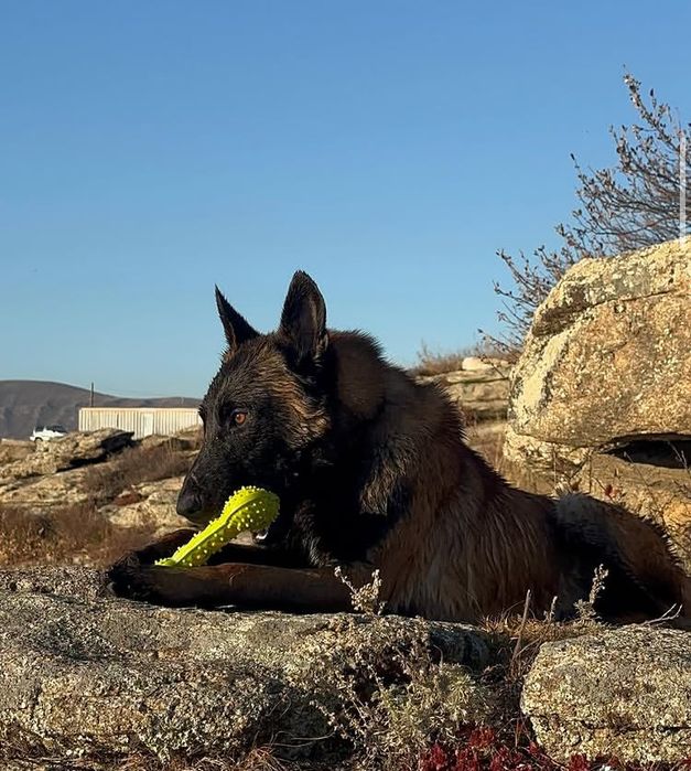 Бельгийские овчарки Малинуа