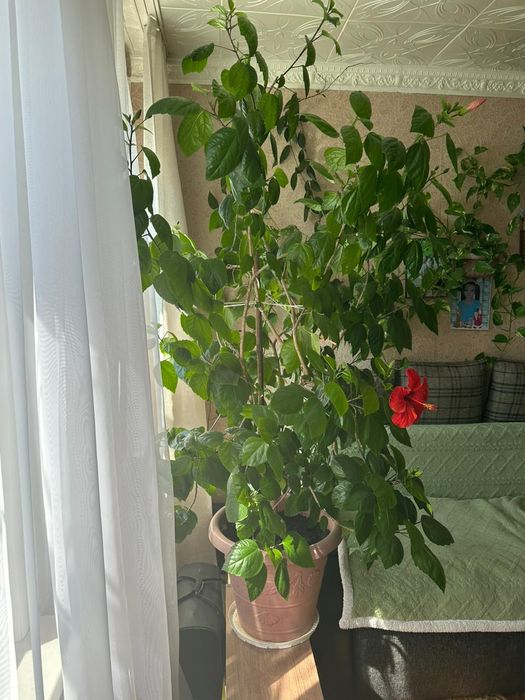Продам цветок гибискус