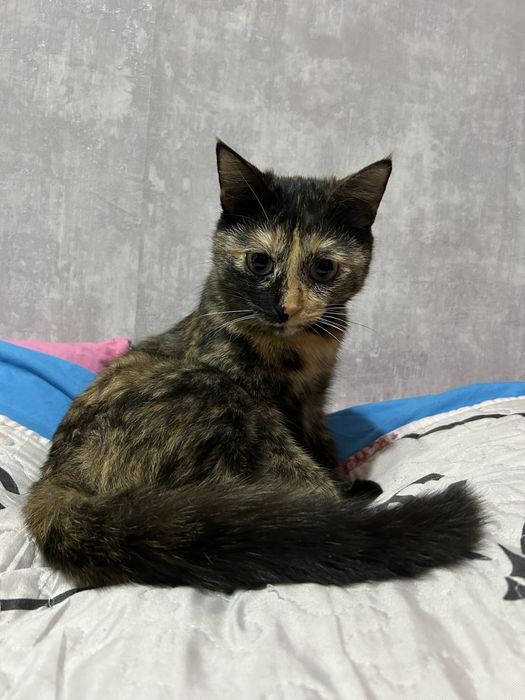 Отдам даром в хорошие руки