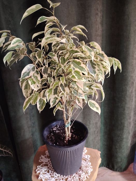 Фикус Дегантель, пересажен, осмокот.