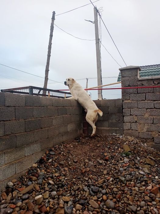 Алабай еркек ит сатамын.