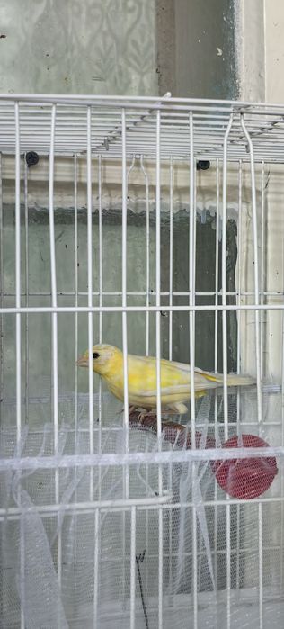 Канарейки молодые