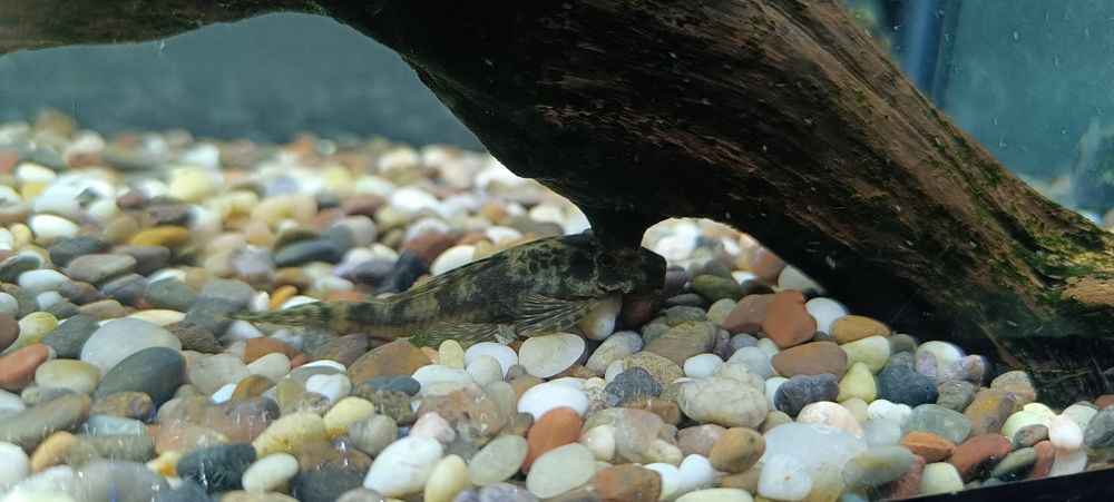 Аквариум примерно 20 литр