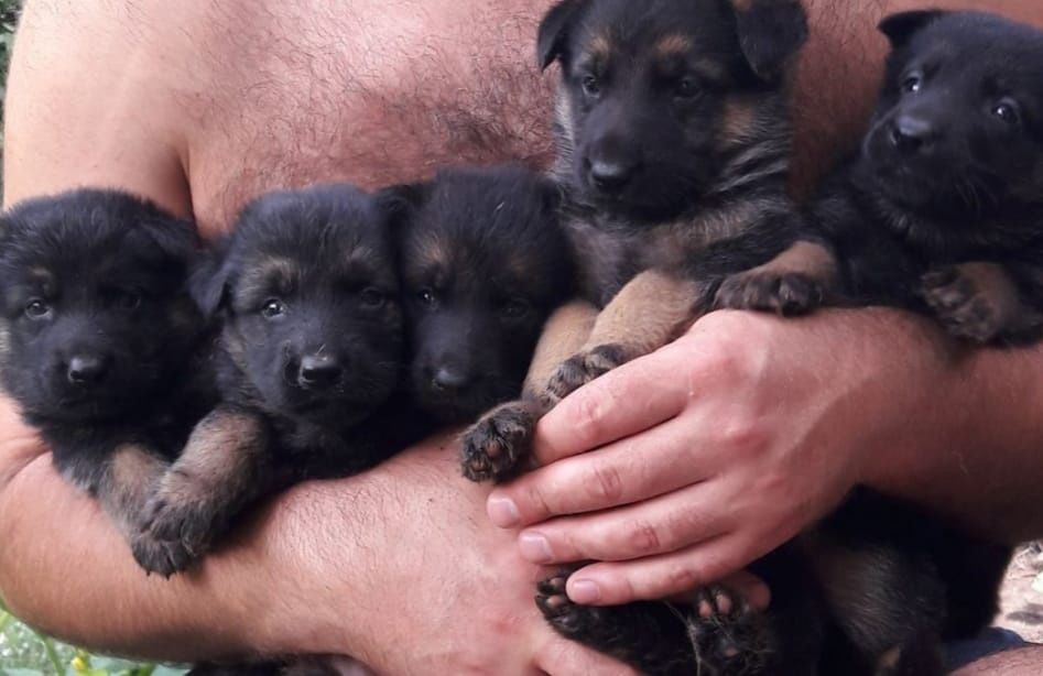 Щенки немецкой овчарки