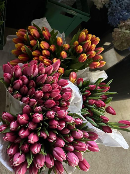 Тюльпаны оптом и в розницу 450 тенге