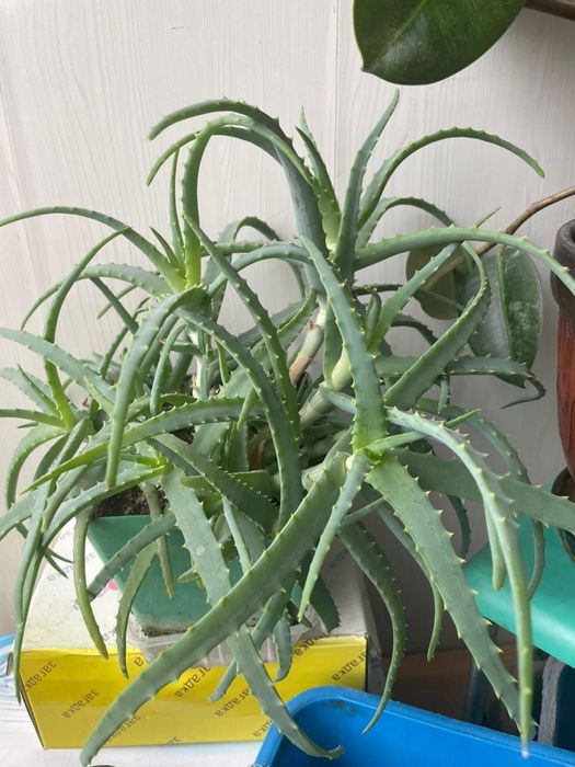 Продам комнатные растения