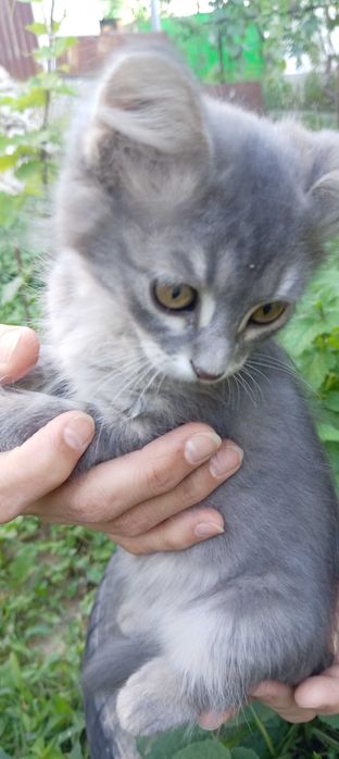 Отдадим трёх котят в добрые руки