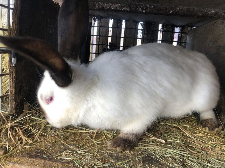 Iepuri Californieni 12 luni