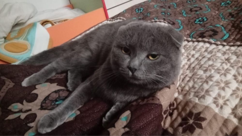 Котята британцы короткощерстные