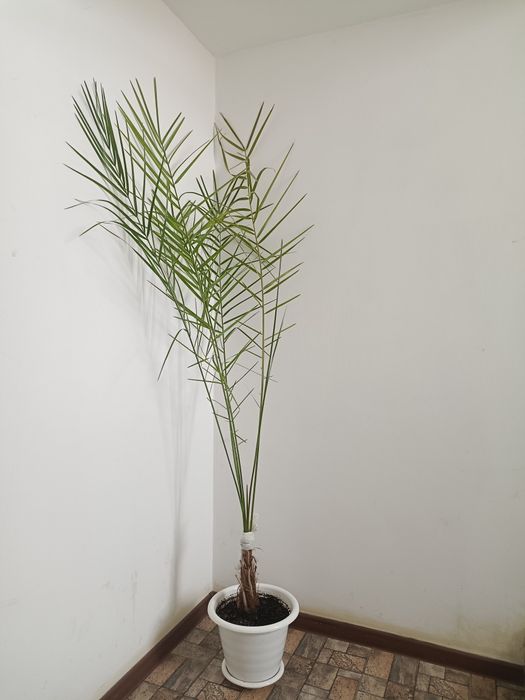 Домашний цветы продам