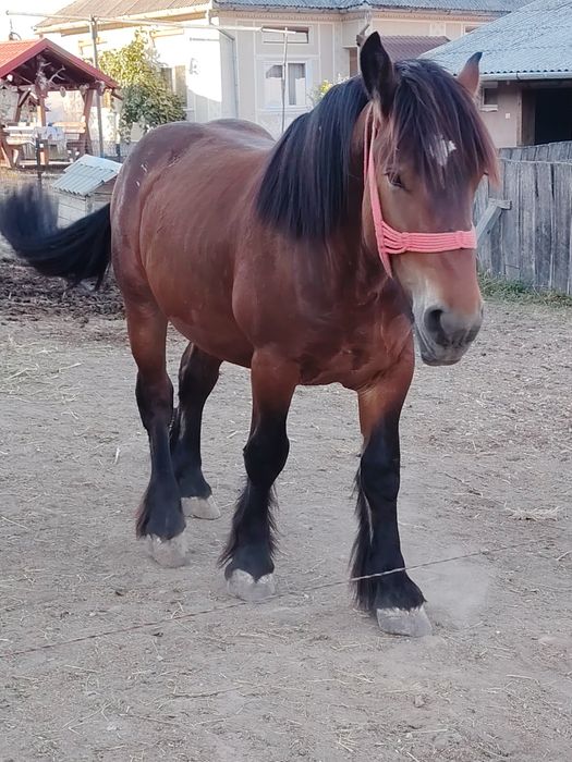 Vând mânz de 1 an și 6 luni din părinți Ardenez