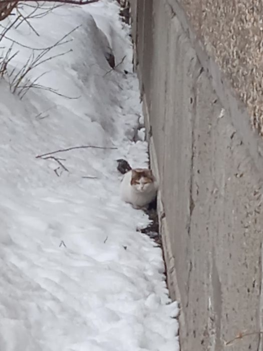 Кошка бездомная.