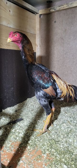 Продам дакана хороших кровей