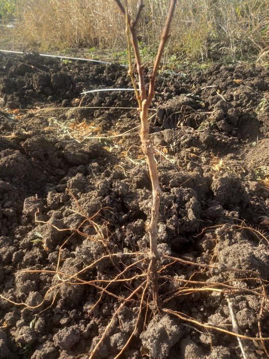 Viță de vie altoită și hibrid