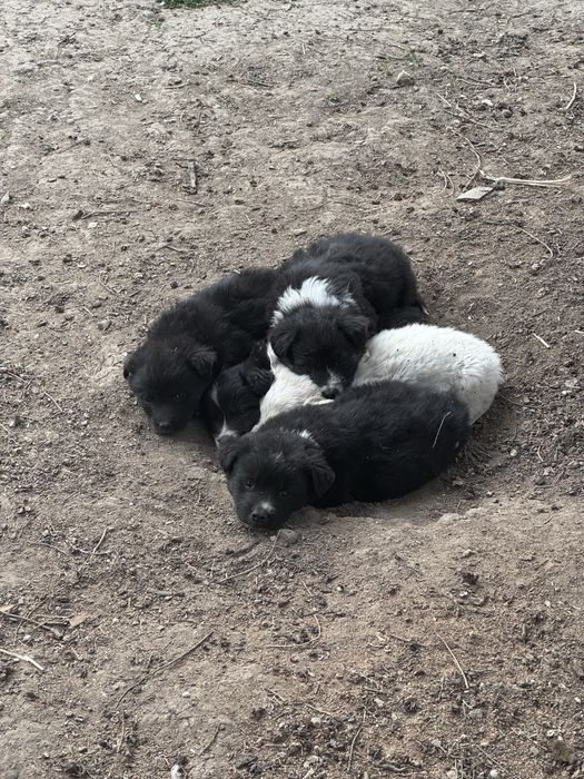 Щенята (5 штук)