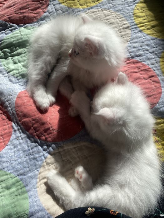 белые пушистые котята