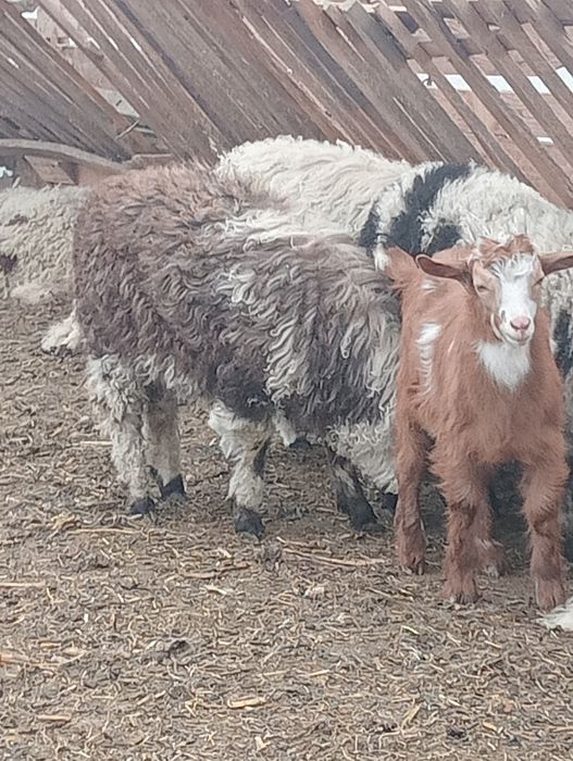 Miei și ies de vânzare