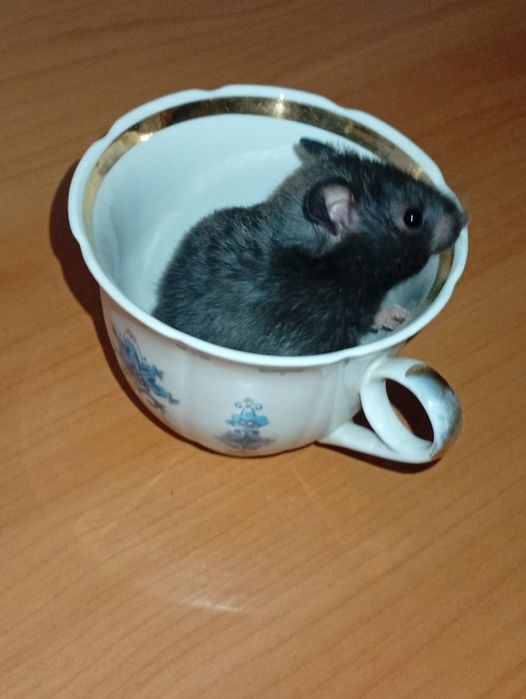 Хамеки животное .