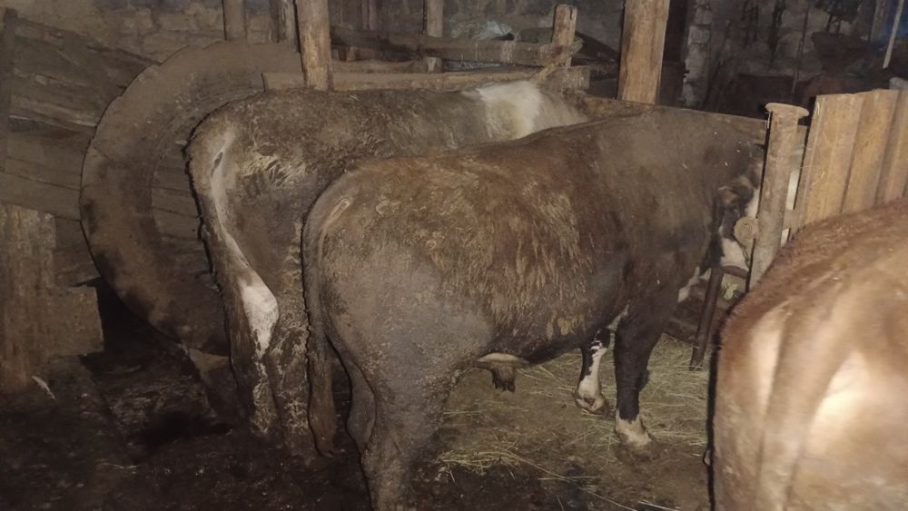 Бычки на мясо молодняк