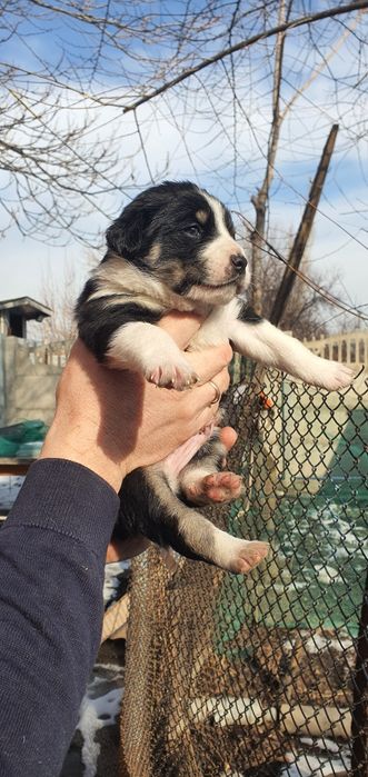 Щенята в добрые руки!