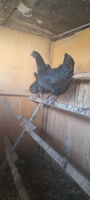 Продаём квочку ухейилюй