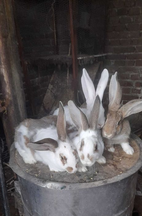 Зайци малки - великани