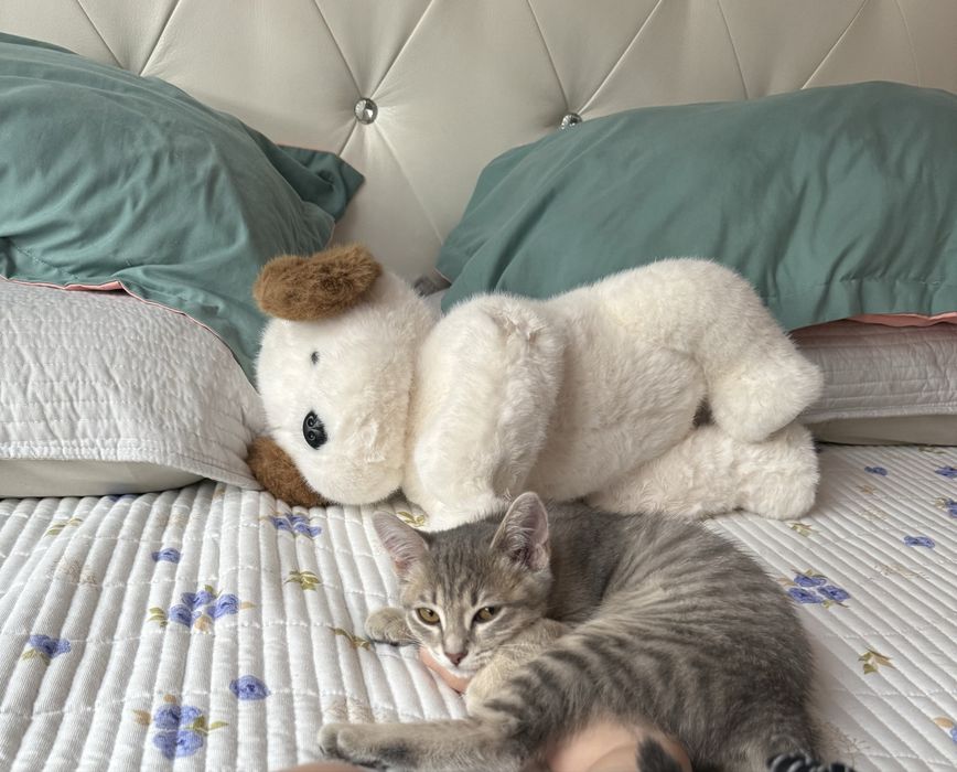 Продам кошку СРОЧНО