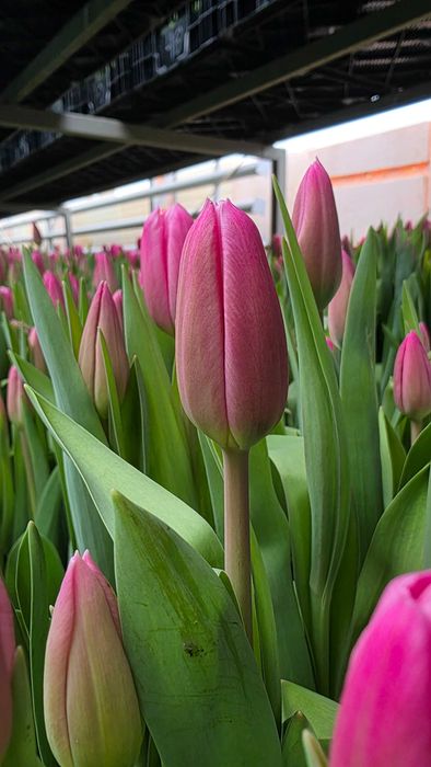 Тюльпаны оптом. Тюльпаны. Теплица