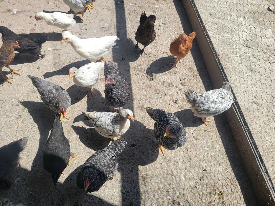 Vând pui de 6 saptamani