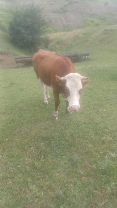 Vind o vaca și o junică