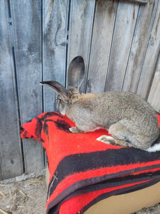 Uriaș german tineret și adulți