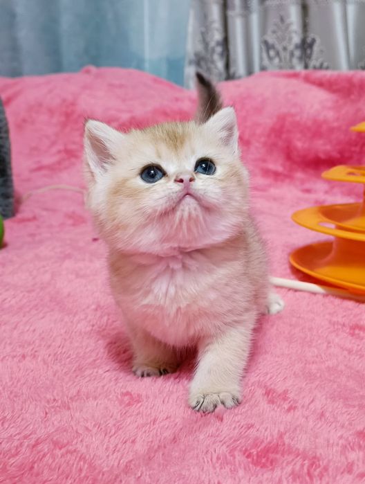 Британская Золотая Шиншилла