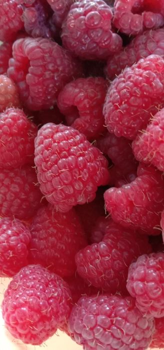 Саженцы чёрной смородины и малины