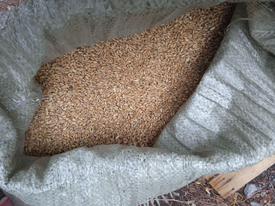 Продам ячмень в мешках 90 тенге за килограмм.