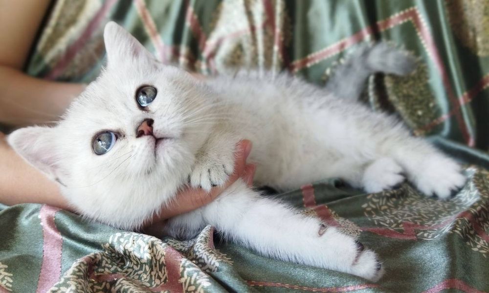 Pornografiya sikni silkitishdan qorqadi