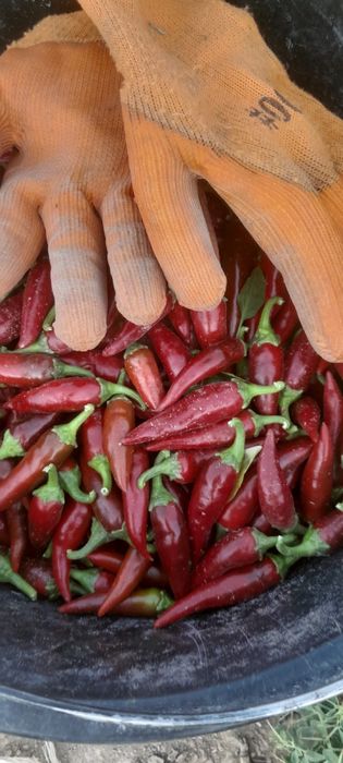 Продается Острый перец свежи