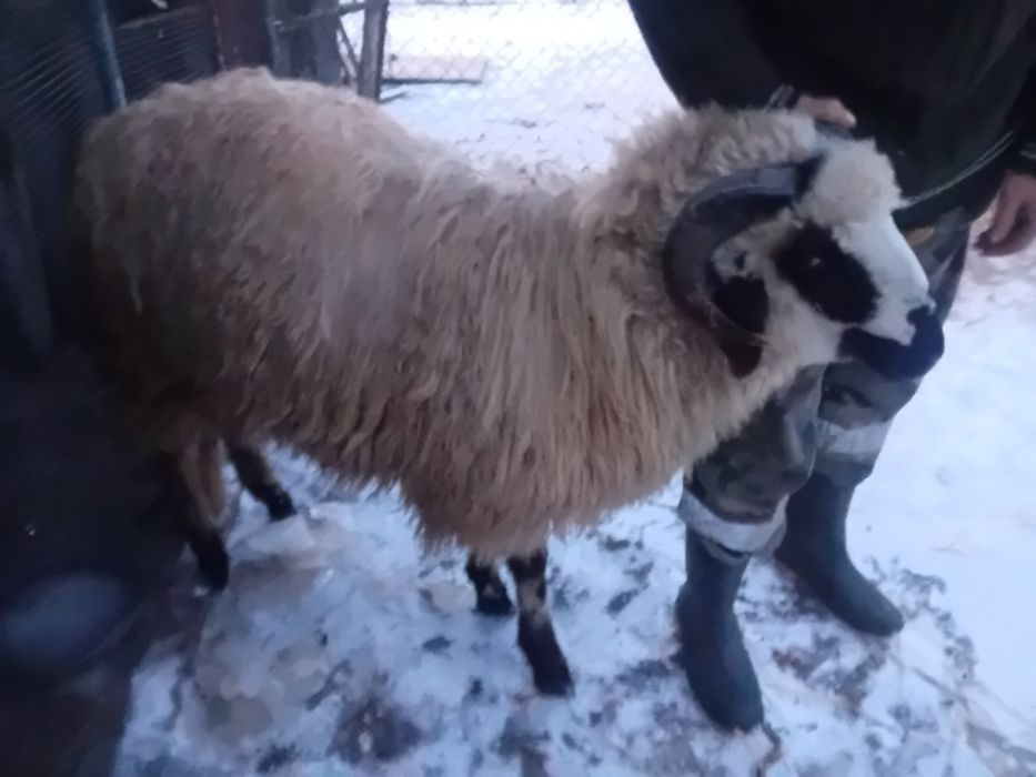 Vând berbec brez.10luni