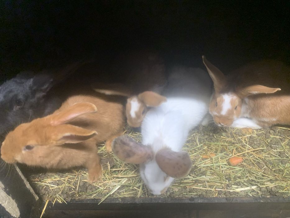 Налични зайци различни породи