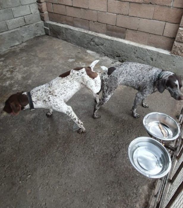 Курдсхаар чистокровный