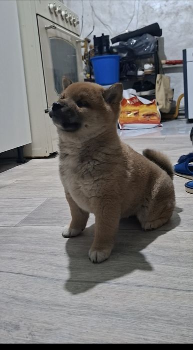 Малыш Сиба-ину мальчик)