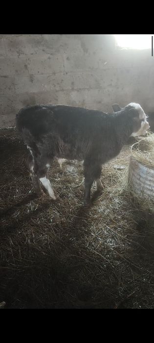 Бузаулы сиыр сатылады