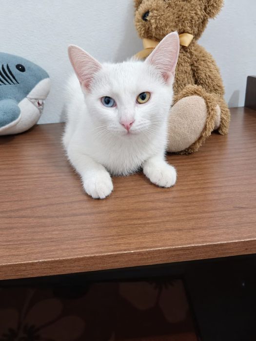 Отдам котёнка ответственным людям