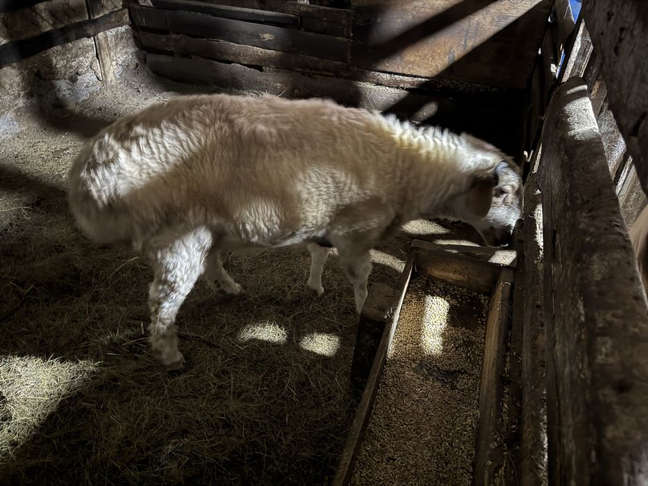 Кошкар с откорма