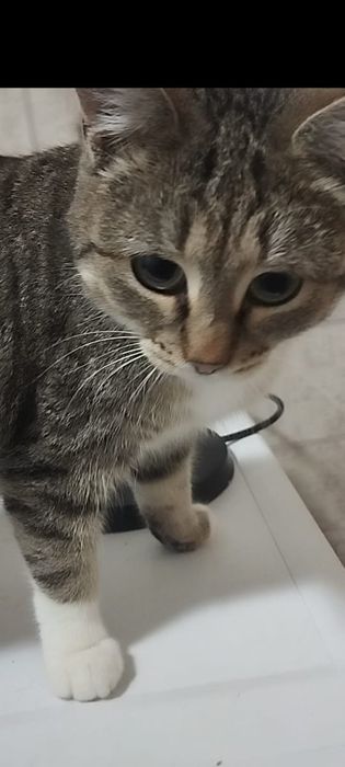 Отдам кошечка бесплатно